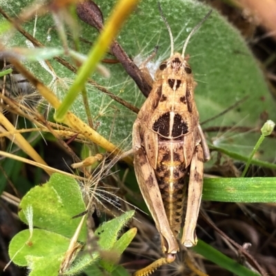 Perunga ochracea (Perunga grasshopper, Cross-dressing Grasshopper) at Googong, NSW - 3 Dec 2021 by Wandiyali