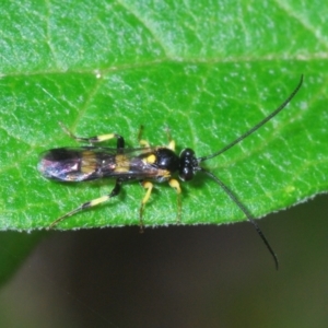 Ichneumonidae (family) at Cotter River, ACT - 22 Nov 2021 12:57 PM