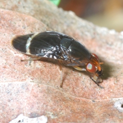 Depressa sp. (genus) (Lauxaniid fly) at Cotter River, ACT - 22 Nov 2021 by Harrisi