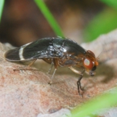 Depressa sp. (genus) at Cotter River, ACT - 22 Nov 2021