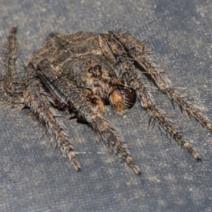 Dolophones sp. (genus) at Googong, NSW - 2 Dec 2021