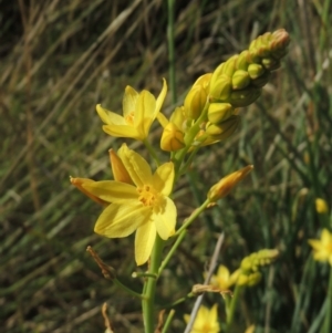 Bulbine glauca at Conder, ACT - 8 Nov 2021 04:24 PM