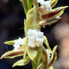 Prasophyllum australe (Austral Leek Orchid) at Vincentia, NSW - 2 Dec 2021 by AnneG1