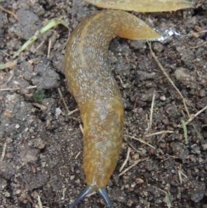 Limacus flavus at Conder, ACT - 15 Nov 2021