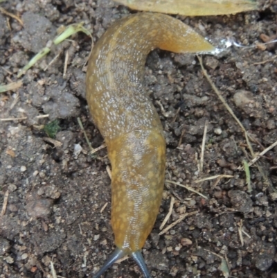 Limacus flavus (Yellow Cellar Slug) at Conder, ACT - 15 Nov 2021 by MichaelBedingfield