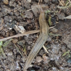 Ambigolimax nyctelia (Striped Field Slug) at Conder, ACT - 15 Nov 2021 by michaelb