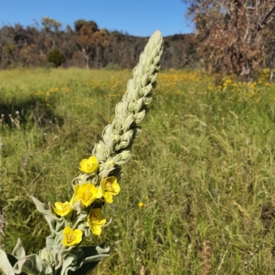 Verbascum thapsus subsp. thapsus (Great Mullein, Aaron's Rod) at Pialligo, ACT - 2 Dec 2021 by Helberth