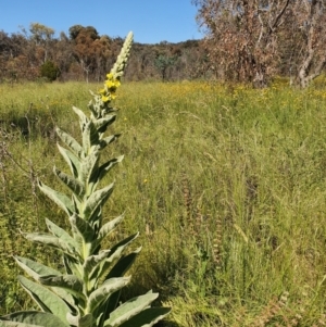 Verbascum thapsus subsp. thapsus at Pialligo, ACT - 3 Dec 2021