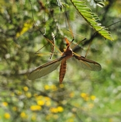 Leptotarsus (Macromastix) costalis (Common Brown Crane Fly) at Pialligo, ACT - 2 Dec 2021 by Helberth
