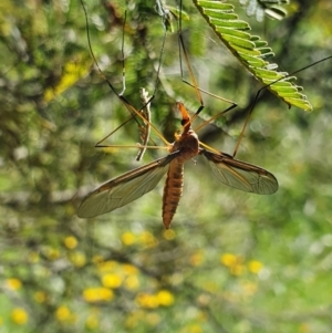 Leptotarsus (Macromastix) costalis at Pialligo, ACT - 3 Dec 2021