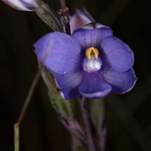 Thelymitra sp. at Boro, NSW - 10 Nov 2021