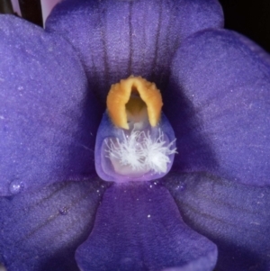 Thelymitra sp. at Boro, NSW - suppressed