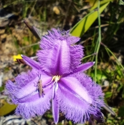 Thysanotus tuberosus (Common Fringe-lily) at Corang, NSW - 3 Dec 2021 by LeonieWood