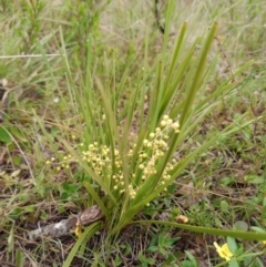 Lomandra filiformis subsp. coriacea (Wattle Matrush) at Corang, NSW - 3 Dec 2021 by LeonieWood