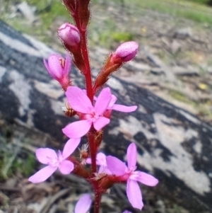 Stylidium sp. at Corang, NSW - 3 Dec 2021