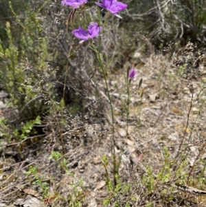 Thysanotus tuberosus at Fisher, ACT - 3 Dec 2021