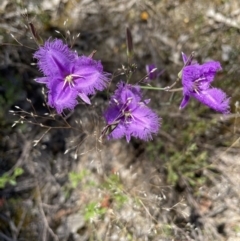 Thysanotus tuberosus at Fisher, ACT - 3 Dec 2021