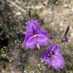 Thysanotus tuberosus at Fisher, ACT - 3 Dec 2021