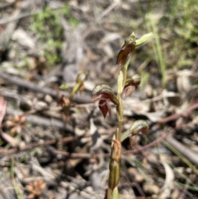 Oligochaetochilus squamatus (Southern Rustyhood) at Fisher, ACT - 3 Dec 2021 by pamcooke