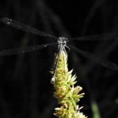 Austroargiolestes icteromelas (Common Flatwing) at Paddys River, ACT - 3 Dec 2021 by JohnBundock