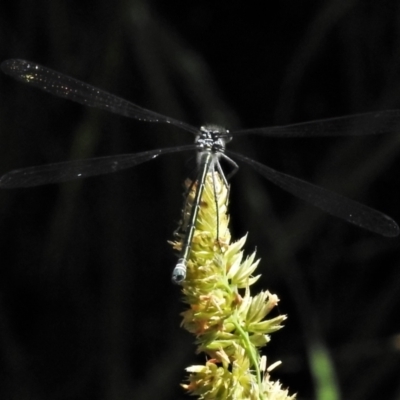 Austroargiolestes icteromelas (Common Flatwing) at Bullen Range - 2 Dec 2021 by JohnBundock