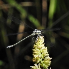 Austroargiolestes icteromelas at Paddys River, ACT - 3 Dec 2021 10:34 AM