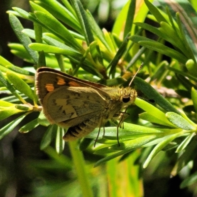 Ocybadistes walkeri (Green Grass-dart) at Lyneham, ACT - 3 Dec 2021 by tpreston