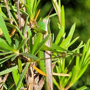 Conocephalus semivittatus at Lyneham, ACT - 3 Dec 2021