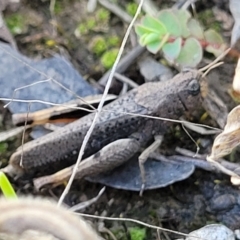 Pycnostictus sp. 1 at Lyneham, ACT - 3 Dec 2021