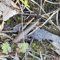 Pycnostictus sp. 1 at Lyneham, ACT - 3 Dec 2021