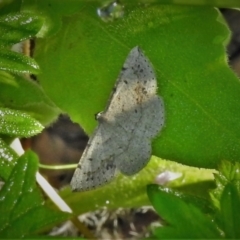 Taxeotis intextata (Looper Moth, Grey Taxeotis) at Paddys River, ACT - 2 Dec 2021 by JohnBundock