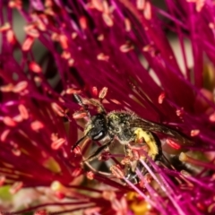 Lasioglossum (Chilalictus) sp. (genus & subgenus) (Halictid bee) at Macgregor, ACT - 3 Dec 2021 by Roger