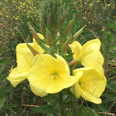 Oenothera glazioviana (Reddish Evening-primrose) at O'Connor, ACT - 3 Dec 2021 by RWPurdie