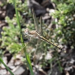 Orthetrum caledonicum (Blue Skimmer) at Macgregor, ACT - 3 Dec 2021 by Roger