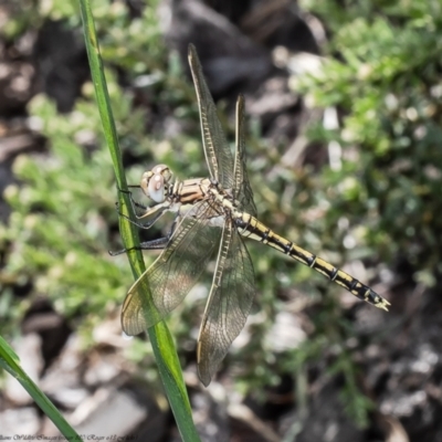 Orthetrum caledonicum (Blue Skimmer) at Macgregor, ACT - 3 Dec 2021 by Roger