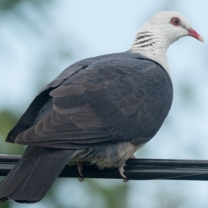 Columba leucomela at Duffy, ACT - 3 Dec 2021 05:00 PM