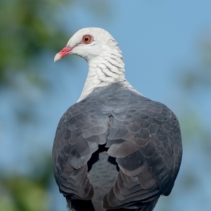 Columba leucomela at Duffy, ACT - 3 Dec 2021 05:00 PM