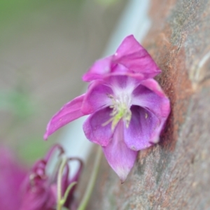 Aquilegia sp. at Wamboin, NSW - 27 Nov 2021