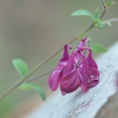 Aquilegia sp. at Wamboin, NSW - 27 Nov 2021 05:55 PM