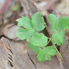 Aquilegia sp. at Wamboin, NSW - 27 Nov 2021 05:55 PM