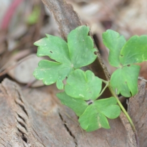 Aquilegia sp. at Wamboin, NSW - 27 Nov 2021