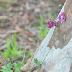 Aquilegia sp. at Wamboin, NSW - 27 Nov 2021