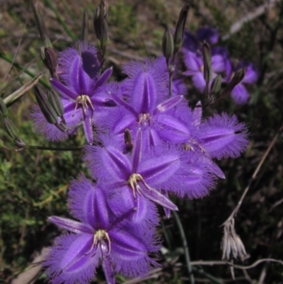 Thysanotus tuberosus subsp. tuberosus (Common Fringe-lily) at Weetangera, ACT - 2 Dec 2021 by pinnaCLE