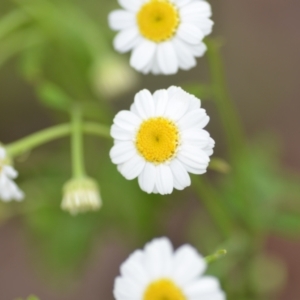 Tanacetum parthenium at Wamboin, NSW - 27 Nov 2021