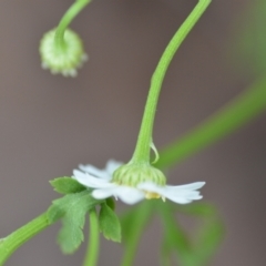 Tanacetum parthenium at Wamboin, NSW - 27 Nov 2021