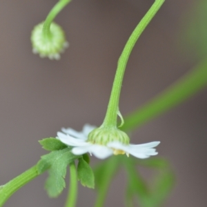 Tanacetum parthenium at Wamboin, NSW - 27 Nov 2021