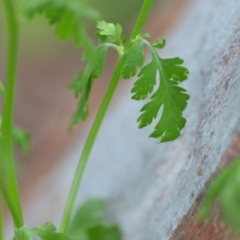 Tanacetum parthenium at Wamboin, NSW - 27 Nov 2021