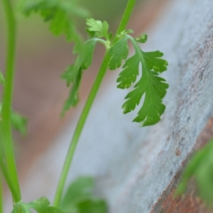 Tanacetum parthenium at Wamboin, NSW - 27 Nov 2021