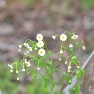 Tanacetum parthenium at Wamboin, NSW - 27 Nov 2021