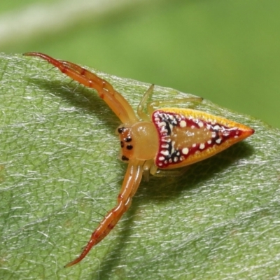 Arkys walckenaeri (Triangle spider) at ANBG - 3 Dec 2021 by TimL